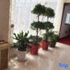 Отель Jiujiayi Business Hotel, фото 9
