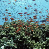 Отель Sentido Oblu Helengeli, фото 21
