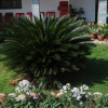 Отель Black pepperz Gardenia, фото 3