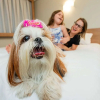 Отель ibis Styles Goiânia Shopping Estação, фото 15