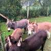 Отель Schaap8 Bed en Breakfast, фото 16