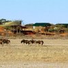 Отель Suricate Tented Lodge, фото 2