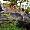 Отель Motswari Private Game Lodge, фото 9