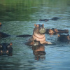 Отель Komati River Chalets, фото 2