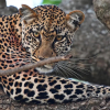 Отель Serengeti Wild Camp, фото 12