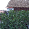 Отель Rajarata Reach Resort, фото 22