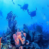 Отель Conch Club Cottage, фото 11