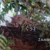 Отель Zambezi Grande Private Game Experience - All Inclusive, фото 26