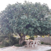 Отель Ljilja - 250 m From Blue Flag Beach - A1, фото 16