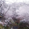 Отель Sanage Onsen Hotel Kinsenkaku, фото 17