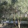 Отель Olive Tree Bed & Breakfast, фото 9