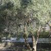 Отель Olive Tree Bed & Breakfast, фото 6