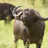 Отель Tintswalo Safari Lodge, фото 19