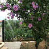 Отель Damir - With Garden - A1, фото 28