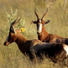 Отель Sisibala Game Lodge, фото 1