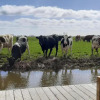 Отель Prive Jacuzzi, Cows, Dairyfarm, Relaxing, Sleeping, фото 10