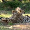 Отель Chisomo Safari Lodge, фото 21