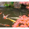 Отель Yugawara Onsen Seiranso, фото 12