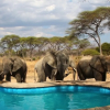 Отель Elephant Lodge, фото 24