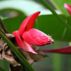 Отель Hibiscus Villa, фото 12