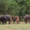 Отель Sunset Lodge & Safaris, фото 20