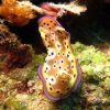 Отель Dive Thru Scuba Resort, фото 15