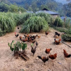 Отель Natural Lodge Homestay, фото 17