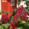 Отель Red Vacation Rental, фото 4