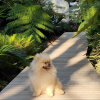 Отель Sapphire Beach Pet Friendly Beach 5 minute walk, фото 4