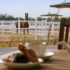 Отель Anantara Sir Bani Yas Island Resorts, фото 34