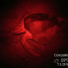 Отель Cabinas Corozalito, фото 3