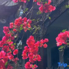 Отель Dali Ancient City Xianqing Yazhu Boutique Inn, фото 8