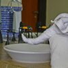 Отель The Elephant Corridor Hotel, фото 29
