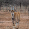 Отель Oldonyo Orok Camp, фото 24