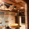 Отель neco yokujo & neco hatago Neco Requblic - Hostel, фото 6
