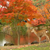 Отель Noborioji Hotel Nara, фото 16