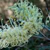 Отель Banksia Tourist Park, фото 4