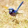 Отель Yelverton Brook Conservation Sanctuary, фото 3