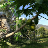 Отель Rainbow Pai Resort, фото 4