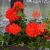 Отель Pensiunea Agroturistica Cerna, фото 24