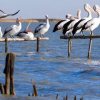 Отель Pelican Perch Retreat, фото 9