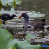 Отель Ji Jian Resorts, фото 18
