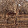 Отель The Baobab Bush Lodge, фото 32