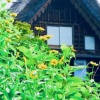 Отель Shirakawa-go Hostel 白川郷ホステル, фото 31