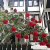 Отель St. Varvara Apartments, фото 1