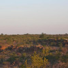 Отель Kaoxa Bush Camp, фото 2