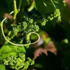 Отель Azienda Agricola Cos, фото 28