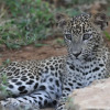 Отель Yala Villa, фото 29