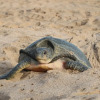 Отель Turtle Guest House, фото 17