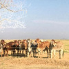Отель Berg Guest Farm, фото 19